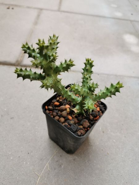 Edithcolea grandis